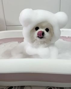 a small white dog in a bathtub with foam on it's head and tongue sticking out