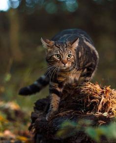 a striped cat walking on top of a tree stump in the woods with green eyes