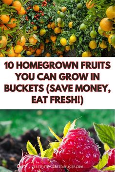 some fruits that are growing in the ground and on top of each other, with text overlay saying 10 homegrown fruits you can grow in buckets save money, eat fresh