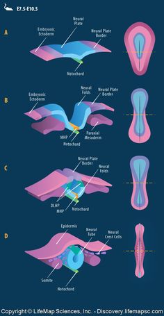 the anatomy of an animal's stomach