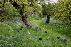 a grassy path in the middle of trees with wildflowers on both sides and an apple tree behind it