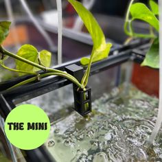 the plant is growing in the water and has green leaves on it, with an ad for the word'the mini '