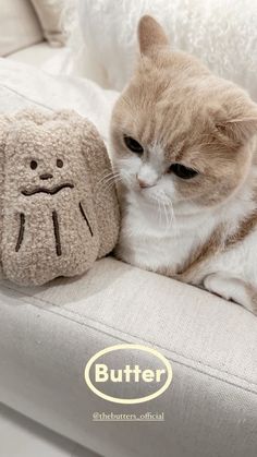 a cat laying on top of a couch next to a stuffed animal that looks like a face