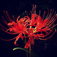 a red flower with green leaves in the dark