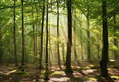 sunlight shining through the trees in a forest