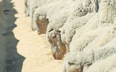 a herd of sheep standing next to each other on top of a sandy ground covered in dirt