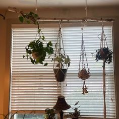 several hanging plants in front of a window