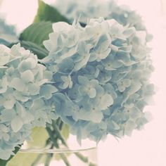 a vase filled with blue flowers on top of a table