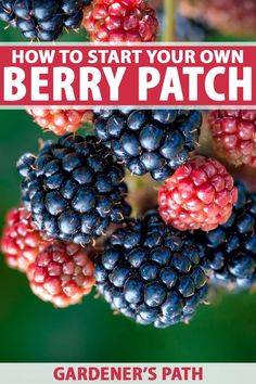 the cover of how to start your own berry patch garden's path