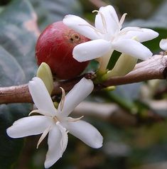 an apple on a branch with white flowers