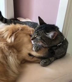 two cats and a dog are laying on a couch together, one has its head on the other's back