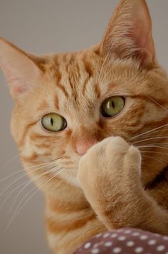 an orange tabby cat laying on top of a polka dot pillow with its paw in the air