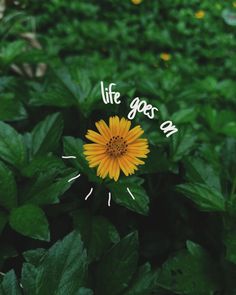 a yellow flower with the words life goes on in front of it and some green leaves