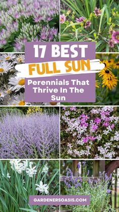 16 Full Sun Perennials: Low Maintenance Plants That Thrive In Sun Full Sun Perennials Low Maintenance, Low Maintenance Perennials, Full Sun Landscaping, Ornamental Grass Landscape, Perennials Low Maintenance, Purple Perennials, Mailbox Flowers, Full Sun Garden