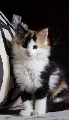 a black, white and orange kitten sitting next to a pillow