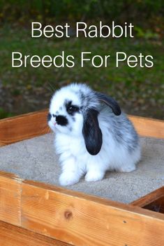 a rabbit sitting on top of a wooden box with the words best rabbit breeds for pets