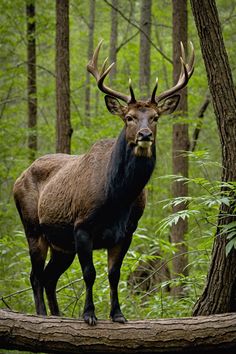 Wild Heart of the South: Discovering Louisiana’s Wildlife Reserves Wildlife Reserve, Escape The Ordinary, Migratory Birds, Bald Eagles, Wild Heart, Outdoor Lover, Whitetail Deer, Enjoy Nature