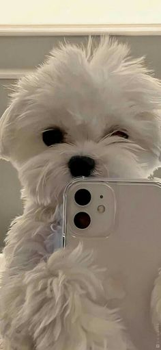 a small white dog holding up a cell phone