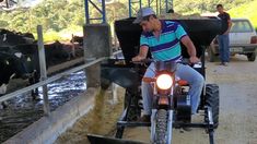 a man riding on the back of a motorcycle in front of cows and other animals