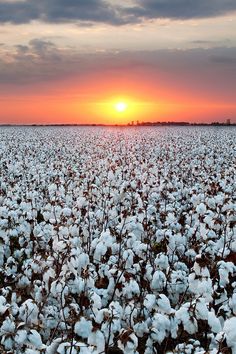 the sun is setting over a large field of cotton in an open area with clouds