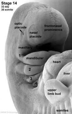 the anatomy of an animal's foot and its corresponding parts, labeled in black and white