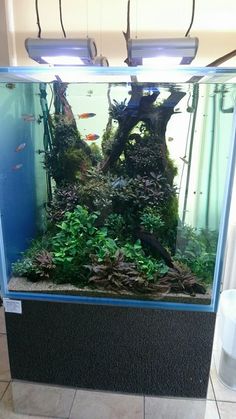 an aquarium filled with lots of plants and fish