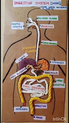 a diagram of the human body made out of different types of medical items and words