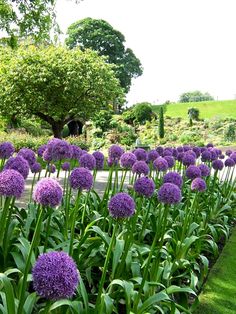 purple flowers are in the middle of a garden with green grass and trees behind them