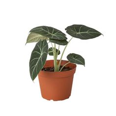 a potted plant with large green leaves on it's top and bottom, in front of a white background