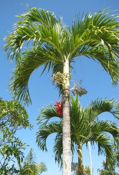 a palm tree with red fruit hanging from it's branches in the middle of a blue sky