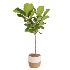 a potted plant with green leaves in it