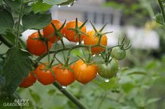 several tomatoes growing on the vine with water droplets