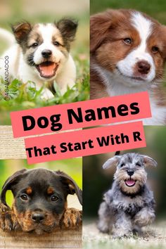 Four pictures of dogs looking at the camera.  Text reads Dog Names That Start With R. Cute Dog Names, Great Dog Names, Girl Dog Names, Best Dog Names