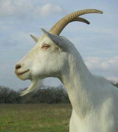 a white goat with long horns standing in a field