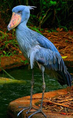 a blue bird standing in the water with its beak open