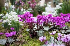 purple and white flowers are growing on the mossy ground with green leaves in the foreground