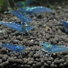 two blue shrimp are walking on the rocks