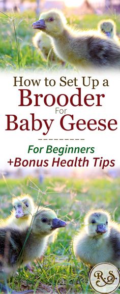 how to set up a broader baby geese for beginners + bonus health tips by dr bob