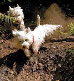 two small white dogs are running in the dirt and mud, one is chasing another dog