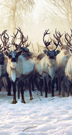 a herd of reindeer standing next to each other in the snow