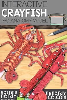 This 3-D crayfish dissection anatomy model can be used as a dissection-free crayfish exploration, a pre-dissection study tool, or even as a summative assessment for comparative anatomy. Students will be able to identify and explain the structure and function of the internal and external anatomy of the crayfish. Perfect for zoology, veterinary medicine, Anatomy & Physiology, Life Science, & Biology. Dissection Anatomy, Comparative Anatomy, Veterinary Studies, Anatomy Physiology, Science Vocabulary