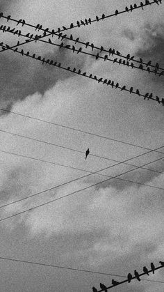 many birds are sitting on power lines in the dark sky, with clouds behind them