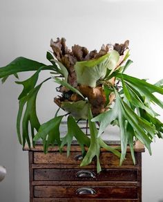 a bunch of green plants sitting on top of a wooden table