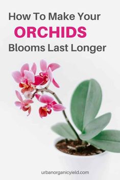 an orchid plant with the words how to make your orchids blooms last longer on it