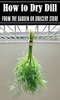 How to Preserve Dill from the Garden How To Harvest Dill Fresh Herbs, Preserve Dill, Preserve Herbs, Dill Recipes, Drying Cilantro, Homemade Sauce Recipes, Frugal Girls