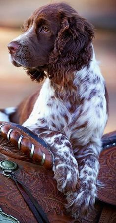 a brown and white dog sitting on top of a wooden saddle with his paw resting on the handlebars