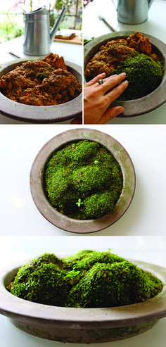 the moss is being made into a bowl