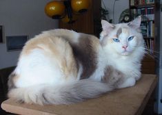 a cat sitting on top of a wooden table next to a book shelf with bookshelves in the background