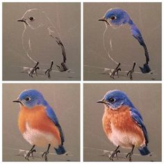 four pictures of different colored birds sitting on wires and looking at the same thing in front of them