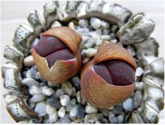 two pieces of fruit sitting on top of some rocks and gravel with shells around them